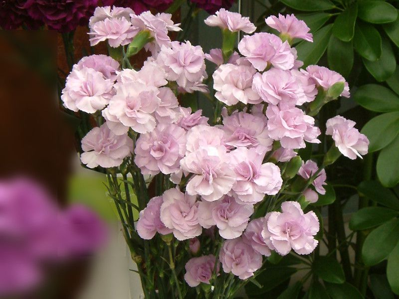 J[l[V(carnation)