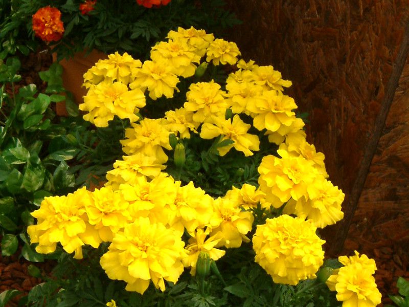 フレンチマリーゴールド（French marigold )