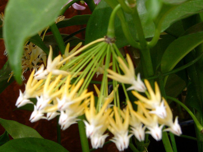 zE`t(Hoya multiflora)-Ԕ̉#094