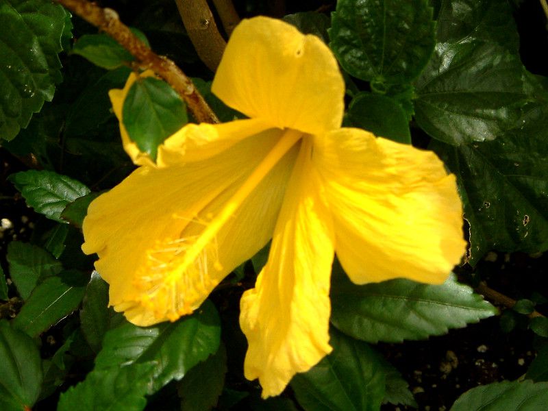 nCrXJX(Hibiscus)