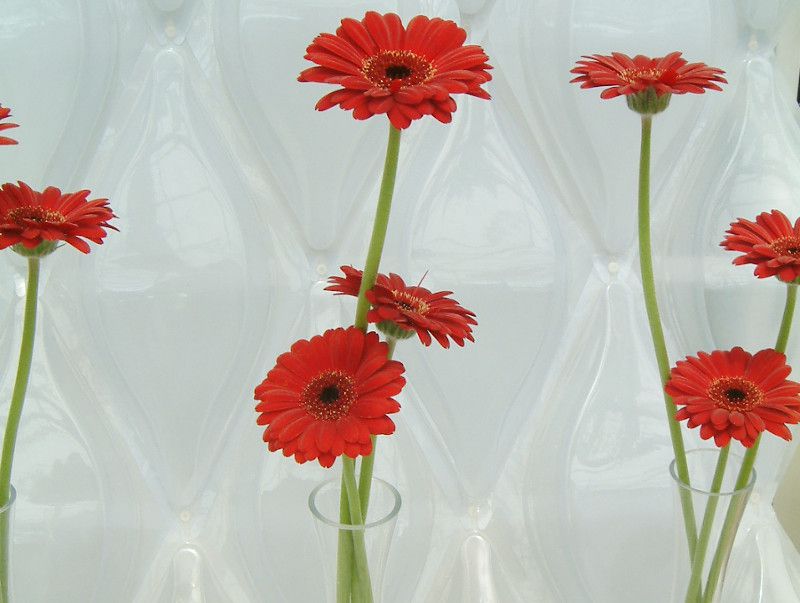 K[x(gerbera)