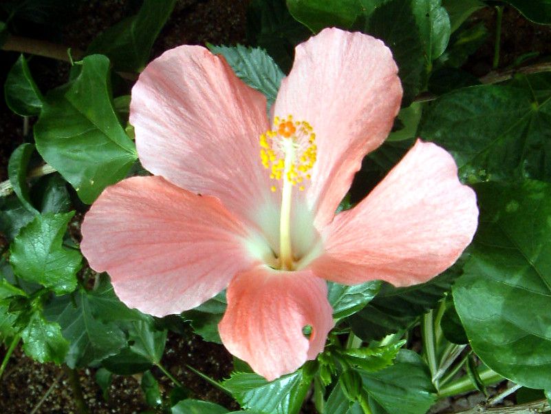 花博の花#104 ハイビスカス(Hibiscus)【かぎけんWEB】