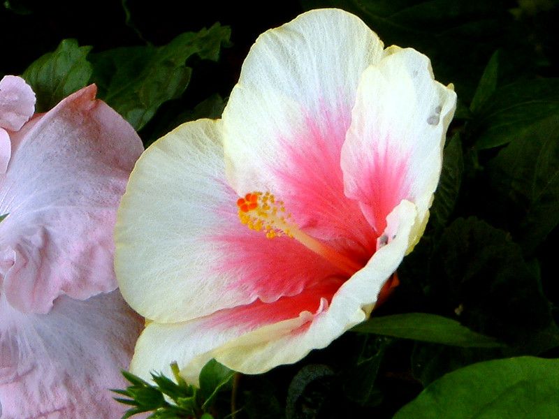 花博の花#104 ハイビスカス(Hibiscus)【かぎけんWEB】