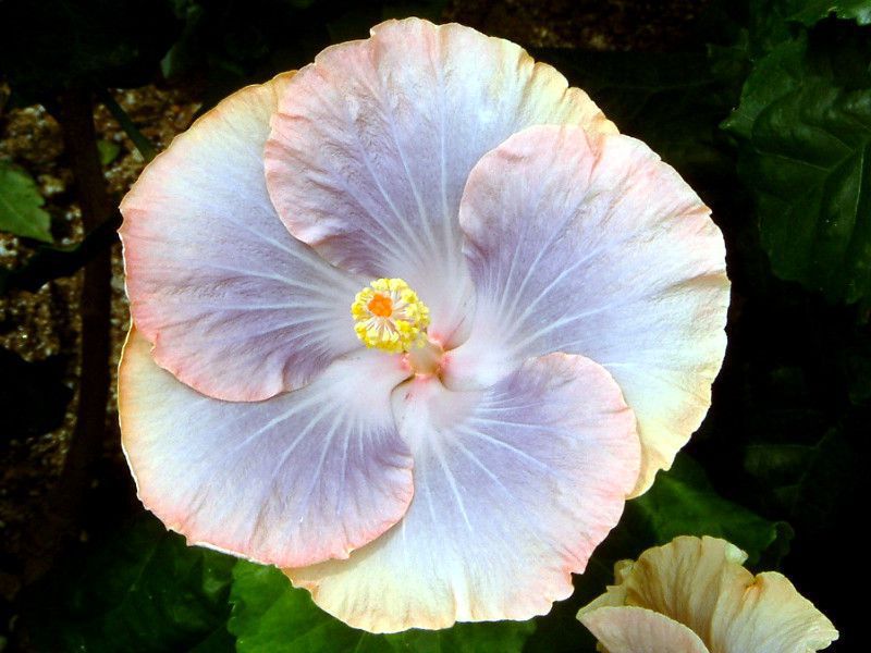 ハイビスカス Hibiscus かぎけんweb