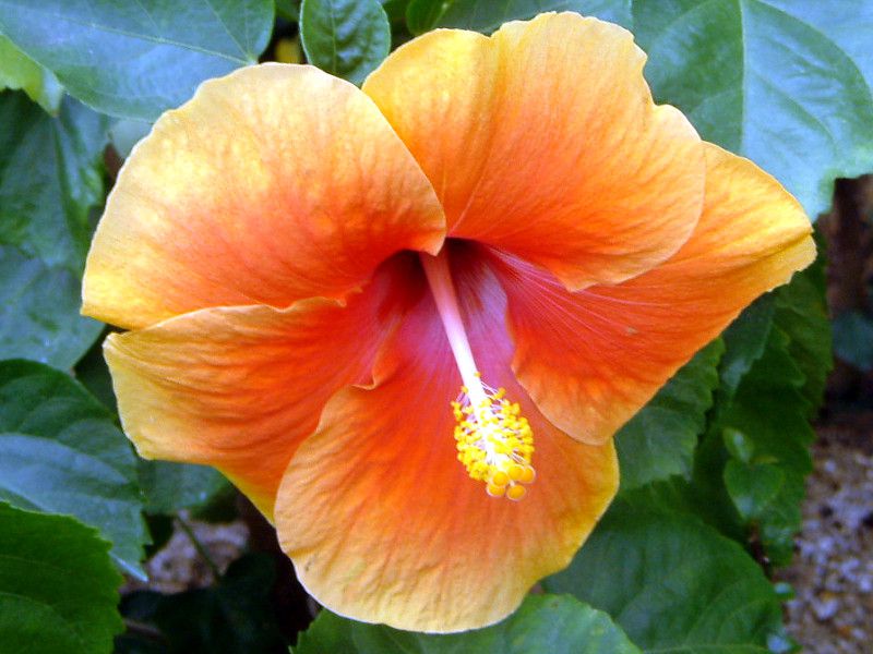 花博の花#104 ハイビスカス(Hibiscus)【かぎけんWEB】