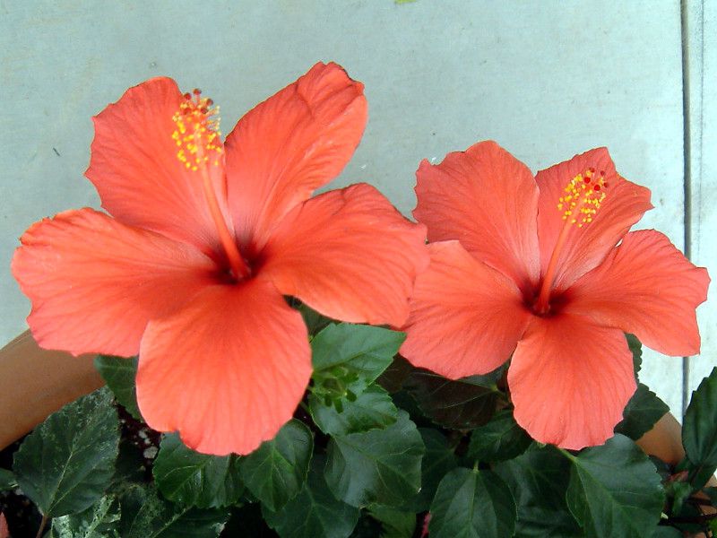 ハイビスカス Hibiscus かぎけんweb