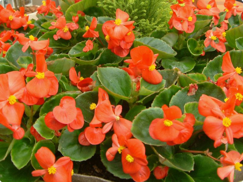 Know Your Begonias ベゴニア Begonia 'Knowing' – Steve's Leaves