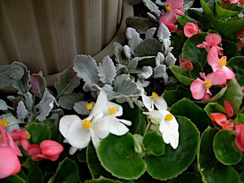 xSjAEZpt[X(Begonia semperflorens)