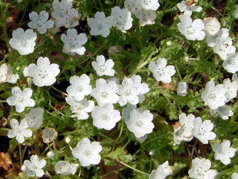 ltBXm[Xg[(Nemophila snow-storm)