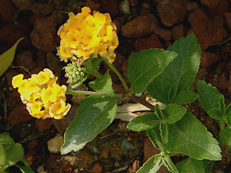 ^i CG[XvbV(Lantana Yellow sprash) 