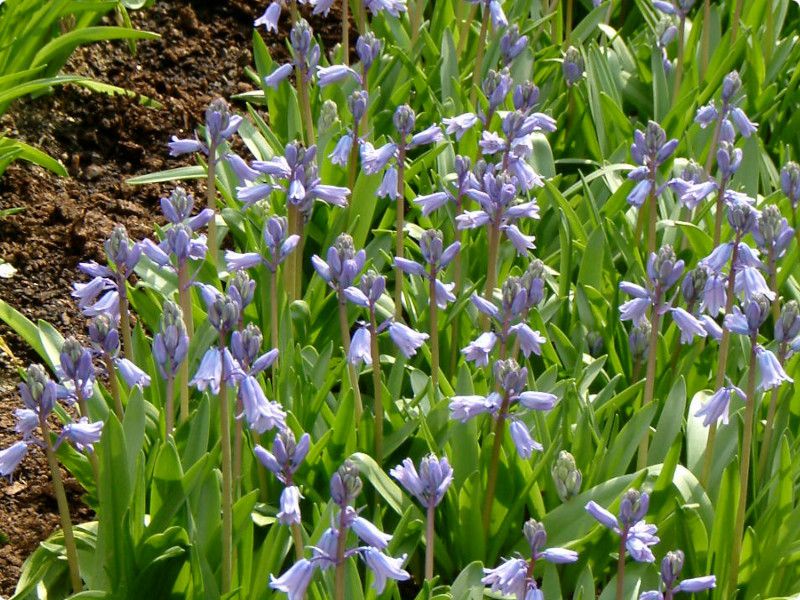 hyacinthoides-hispanica-blue-queen