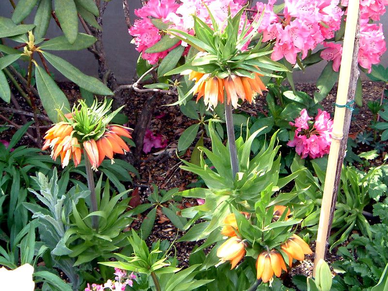 fritillaria