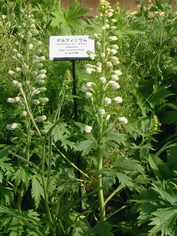 delphinum-magic-fountain_large
