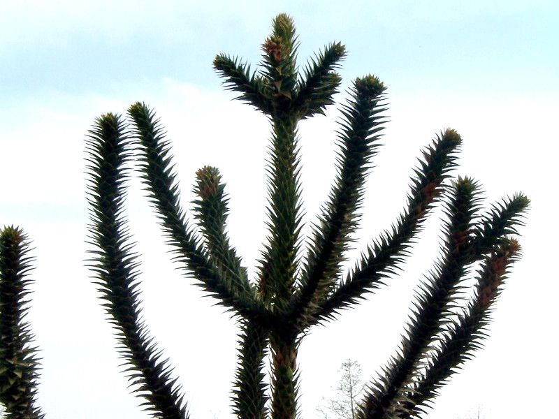 Araucaria-araucana