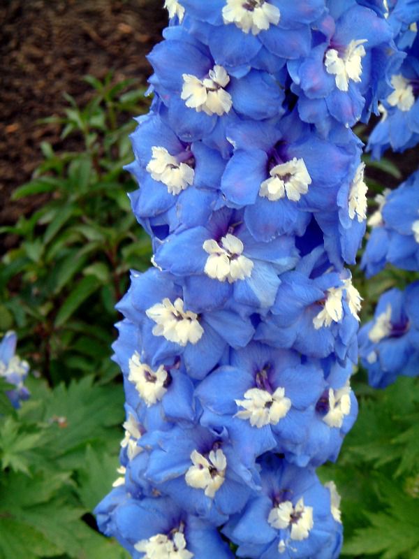 デルフィニウム Delphinium かぎけんweb デルフィニウム Delphinium かぎけんweb