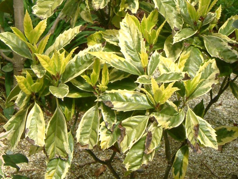 AIL'TtA}Mi[^'(Sulphrea Marginata)