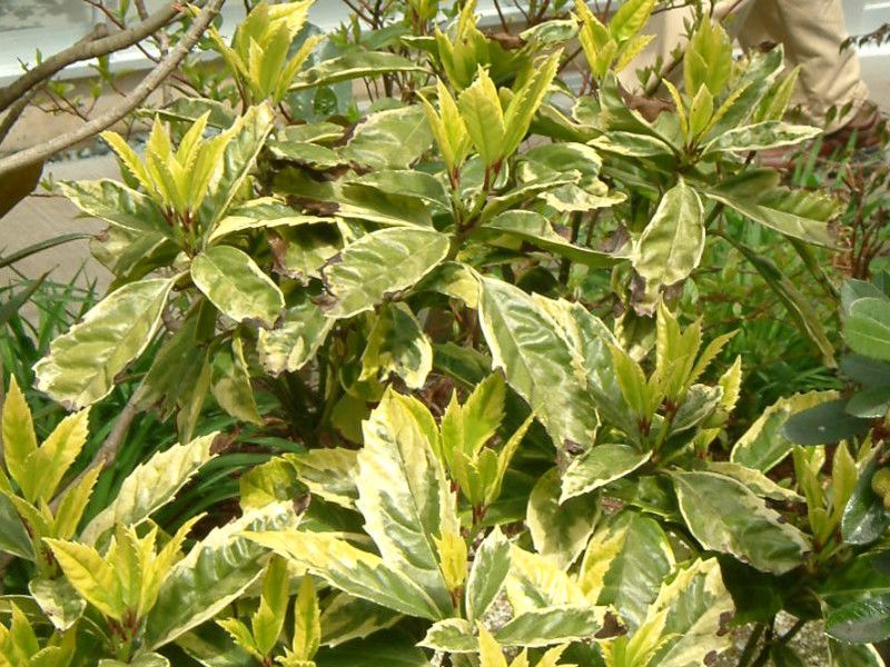 AIL'TtA}Mi[^'(Sulphrea Marginata)