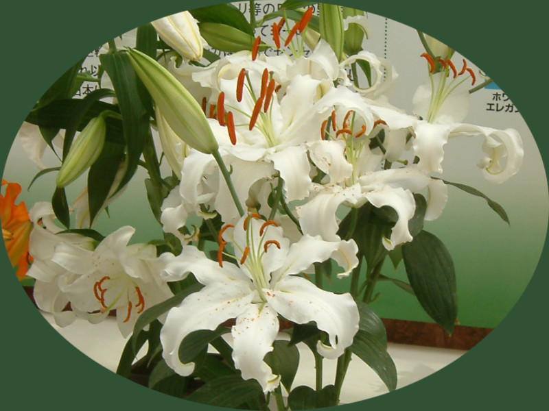 ユリ(百合)-花博の花#097(2004年4月)【かぎけんWEB】