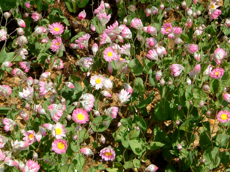 ローダンセ Rhodanthe かぎけんweb ローダンセ Rhodanthe かぎけんweb