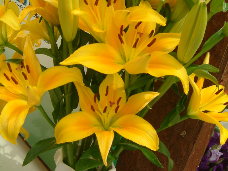 ユリ 百合 花博の花 097 04年4月 かぎけんweb