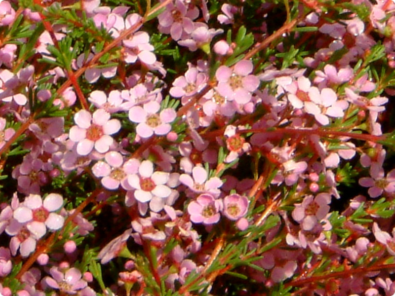 AX^eAEt@bVLX(Astartea fascicularis)