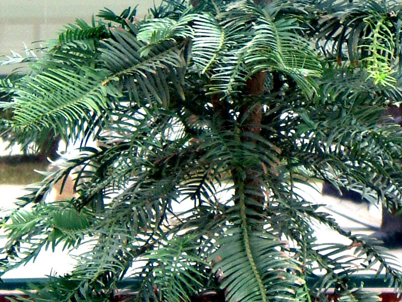 ジュラシック ツリー Jurassic Tree