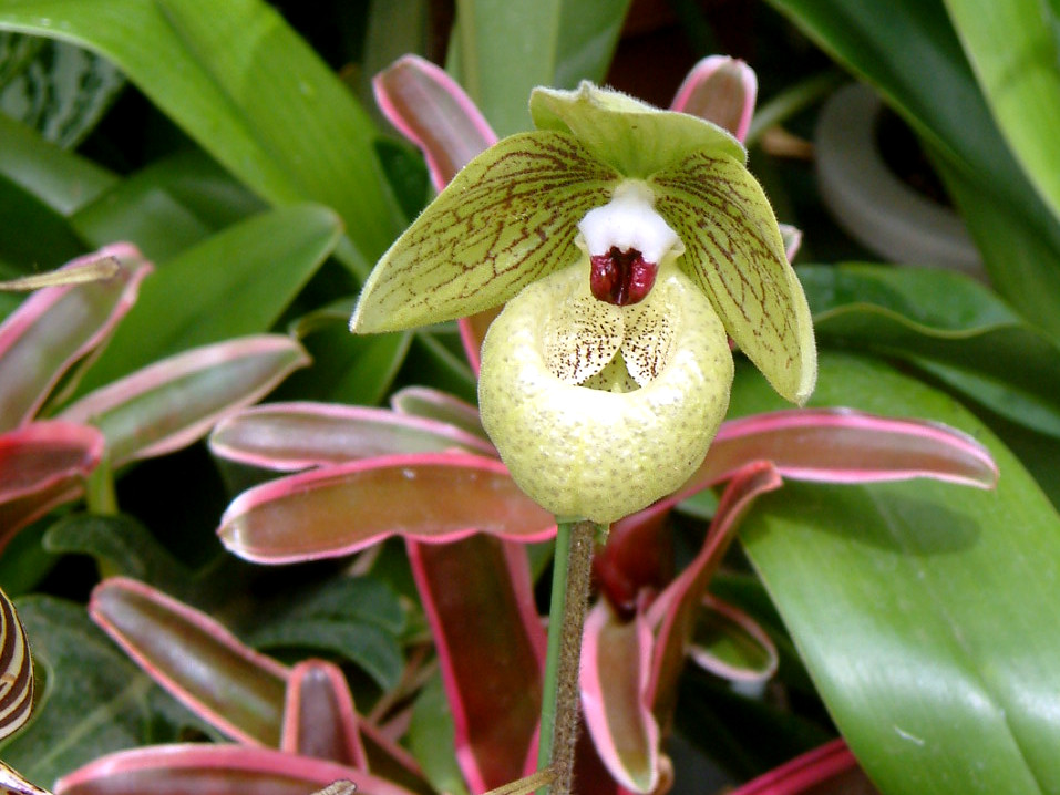 ptBIyfB(Paphiopedilum) 