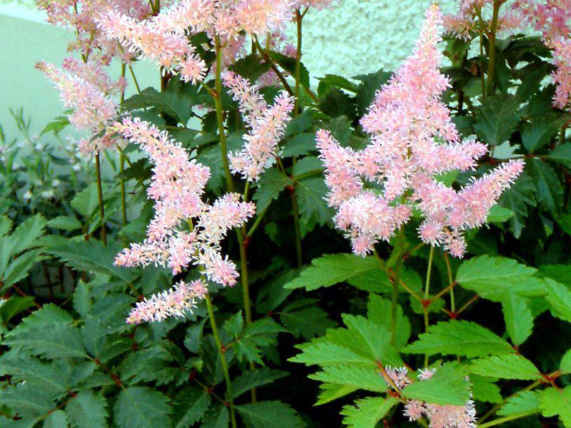 AX`x(Astilbe)