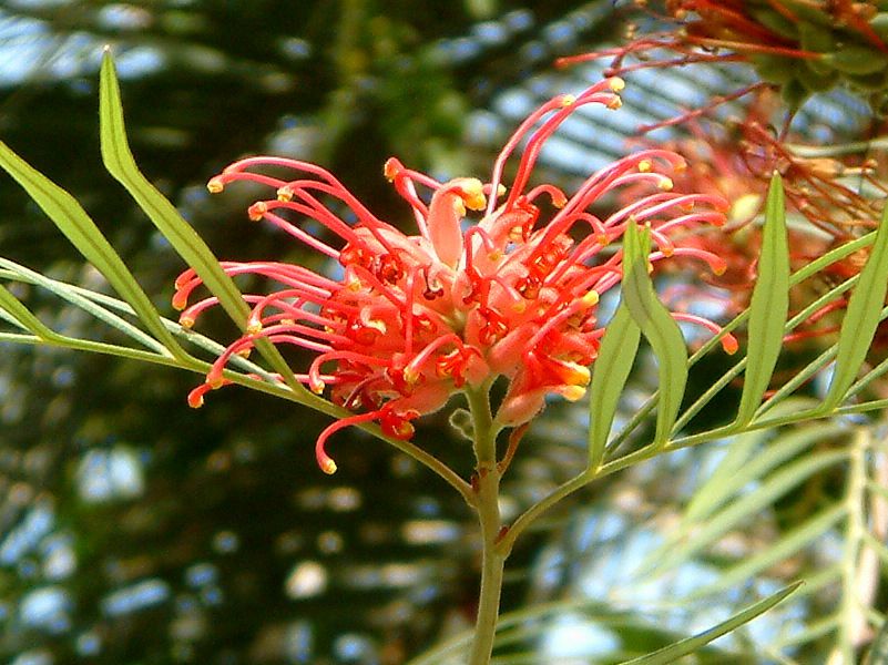 グレヴィレア(Grevillea)【かぎけんWEB】