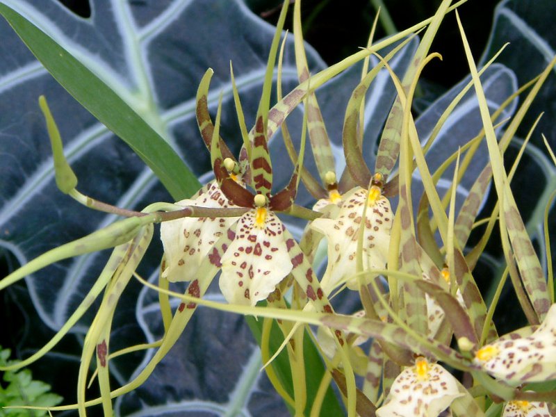 ブラッシア・エターナルウィンド 'サマードリーム'(Brassia