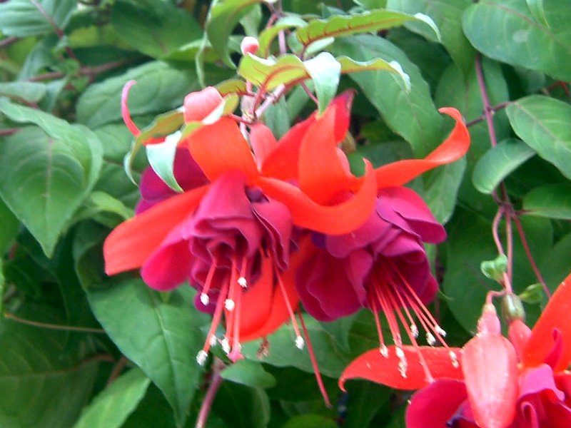 fuchsia
