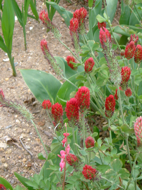 crimson-clover_strawberry-candle