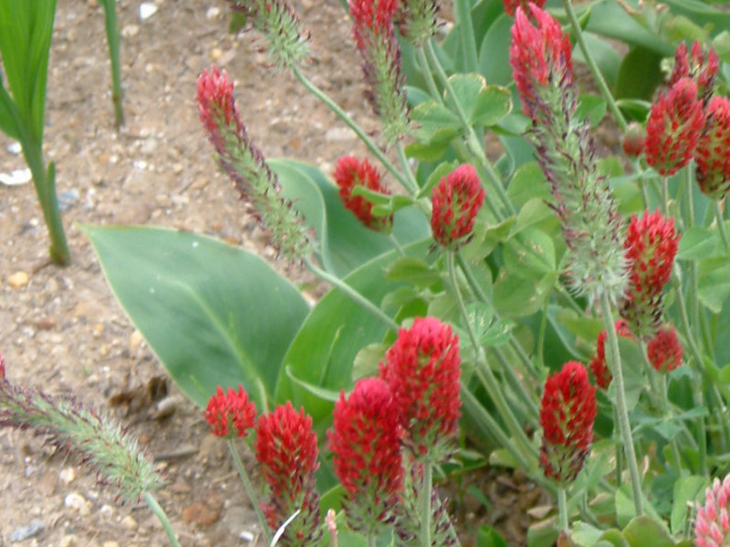 crimson-clover_strawberry-candle