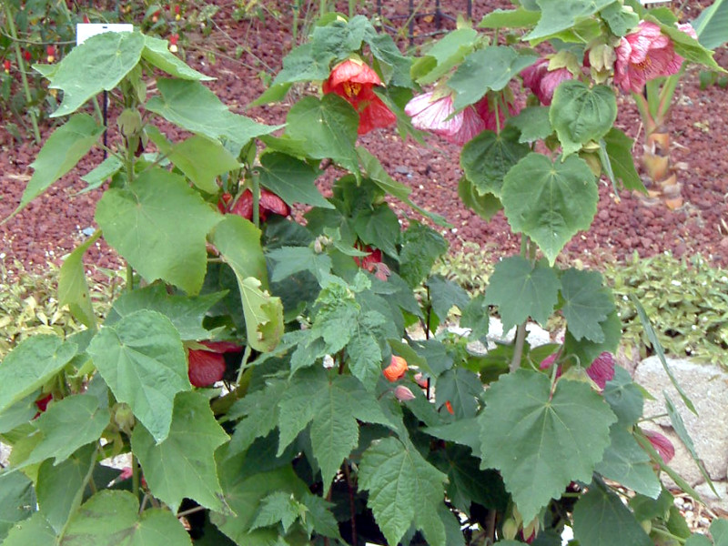 Au`(Abutilon)