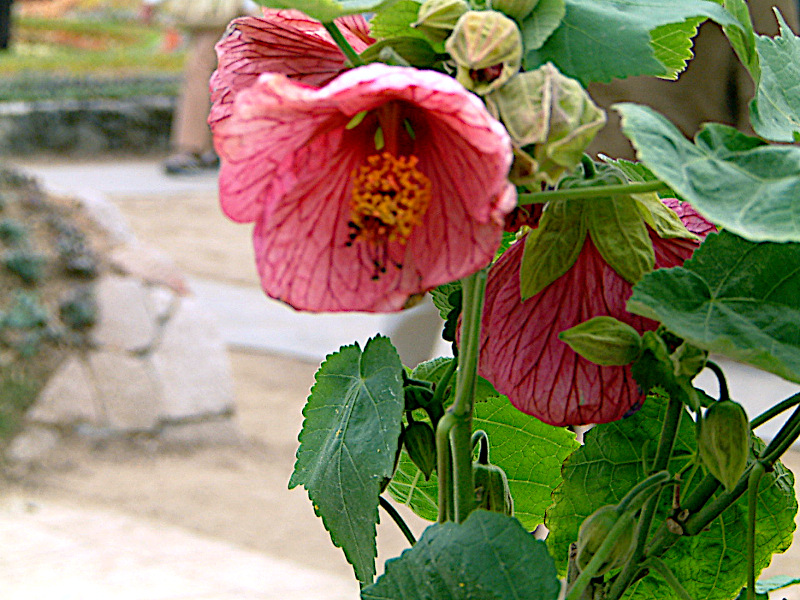 Au`(Abutilon)