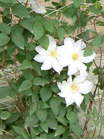 N}`X(Clematis)