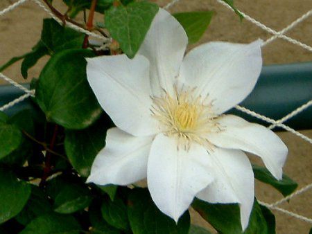 N}`X(Clematis)