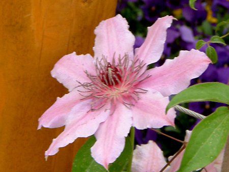 N}`X(Clematis)