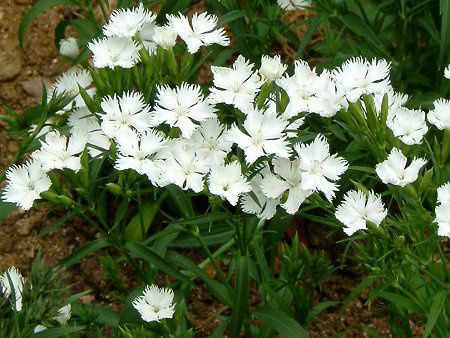 fBAcX(Dianthus)  'tHgEzCg'