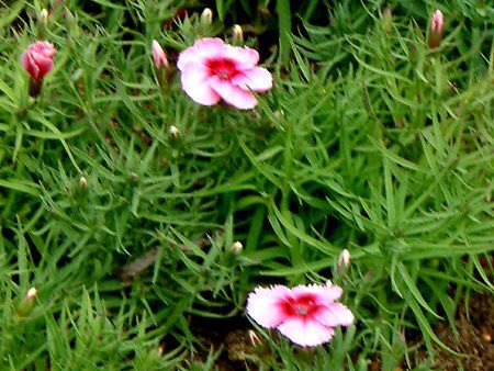 fBAcX(Dianthus)  'Ri`F[}WbN'