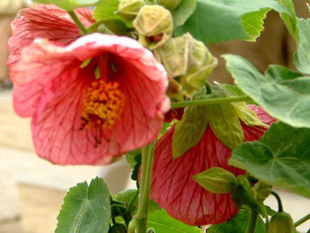 Au`(Abutilon)