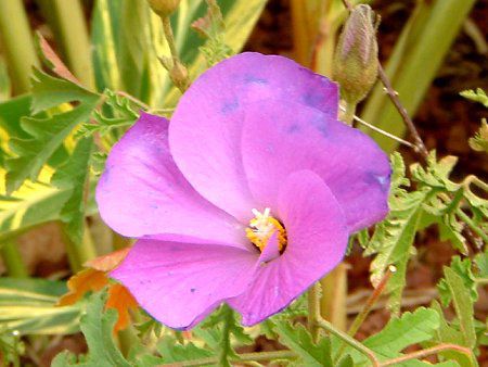 u[nCrXJX(Blue hibiscus)