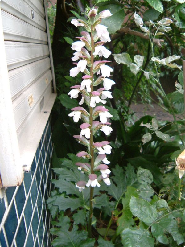 AJTX(Acanthus)