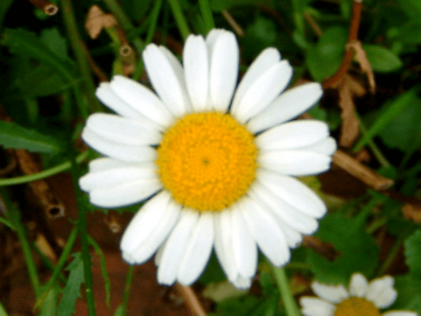 フランスギク France菊 かぎけんweb フランスギク France菊 かぎけんweb