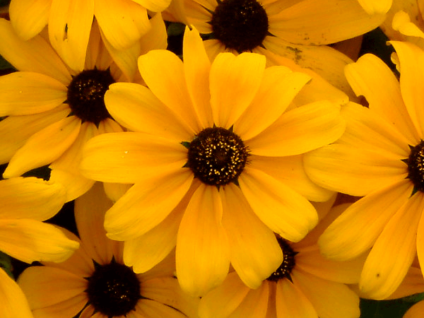 ルドベキア Rudbeckia かぎけんweb ルドベキア Rudbeckia かぎけんweb