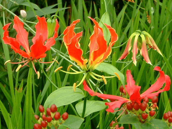 グロリオーサ Gloriosa かぎけんweb