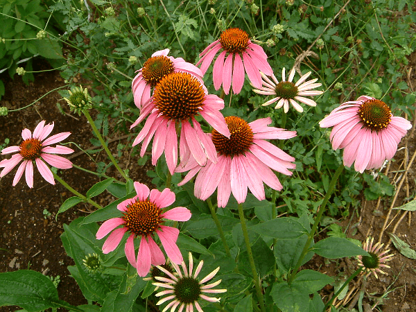 エキナセア プルプレア Echinacea Purpurea かぎけんweb