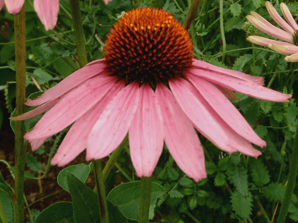 エキナセア プルプレア Echinacea Purpurea かぎけんweb