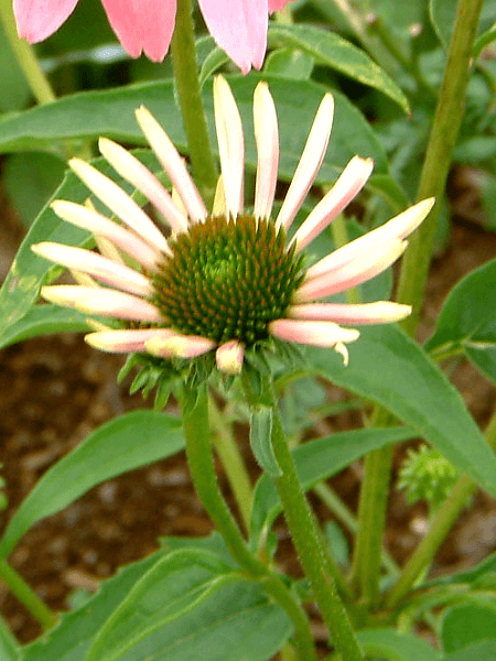 BioAroma Echinacea ( エキナケア ) backend=imagemagick;version=1;
