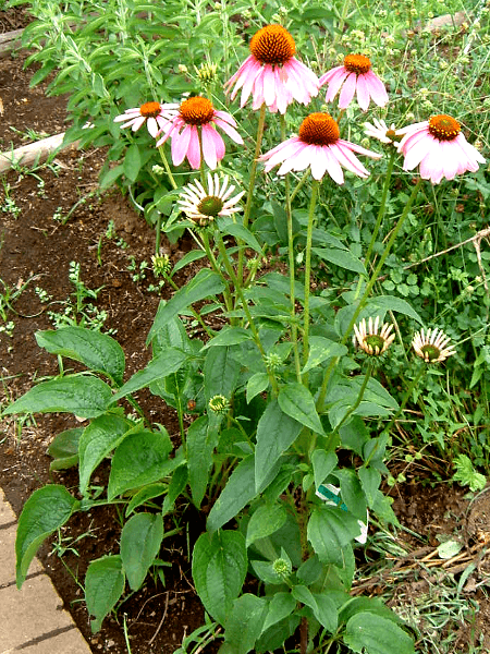 エキナセア プルプレア Echinacea Purpurea かぎけんweb